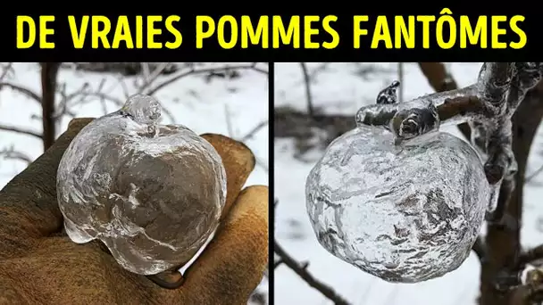 Si tu Aperçois une Pomme Fantôme, Voici de Quoi il Retourne