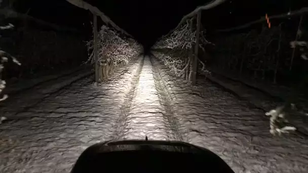 La neige est tombée dans la nuit du 6 au 7 avril sur les arbres fruitiers de Rioz