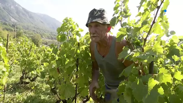 Vendanges : connaissez-vous le Gringet, ce cépage unique au monde cultivé en Haute-Savoie ?