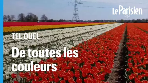Rouge, rose, orange.... Les champs de tulipes sont en fleurs aux Pays-Bas