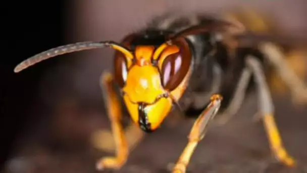 Haute-Savoie : haro sur le frelon asiatique, qui ravage les ruches