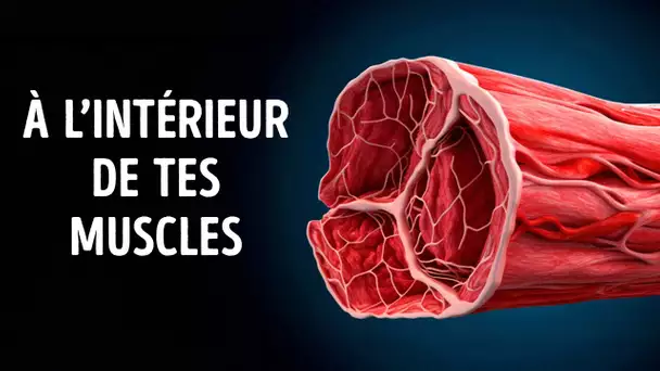 Un Voyage à Travers Tes Muscles