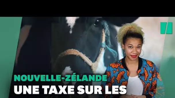 Taxer les pets de vache... C'est quoi cette étrange loi en Nouvelle-Zélande ?