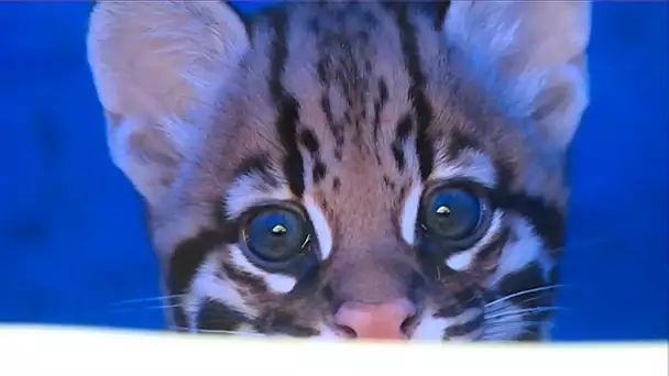 Bébé ocelot