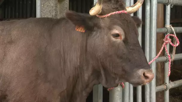 Une vache de race Casta du nom de "Lenga d’òc"