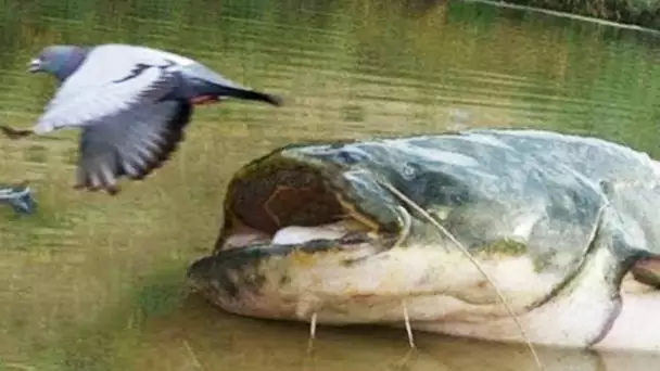 Cet énorme poisson mange des pigeons (silure) - ZAPPING SAUVAGE