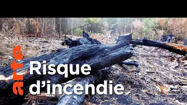 France : quand les arbres ont soif, la forêt brûle - ARTE