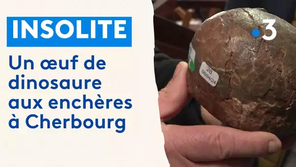 Un œuf de dinosaure aux enchères à Cherbourg