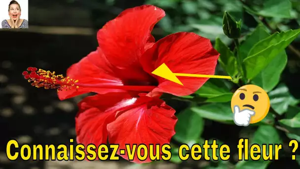 Connaissez vous cette fleur ? Voici ce que cela peut faire pour votre santé!