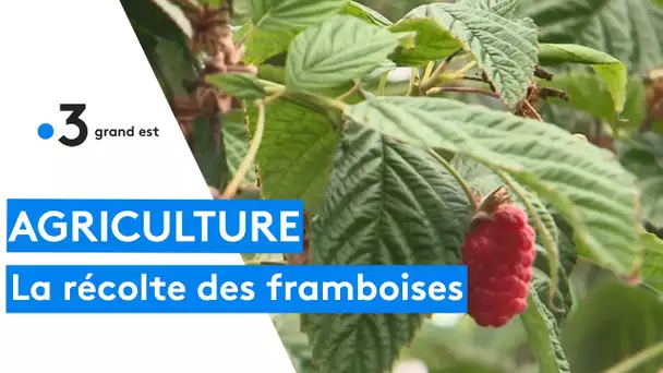 A Seebach, la récolte des framboises bat son plein