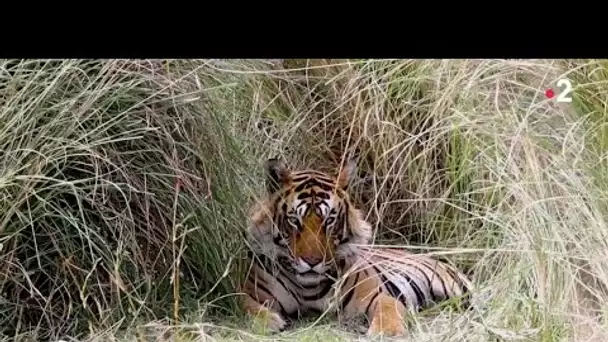 Tigres du Bengale : Insaisissables félins