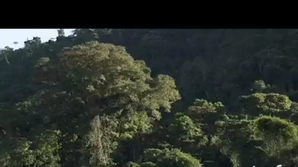 Costa Rica : arbre dans la forêt dense