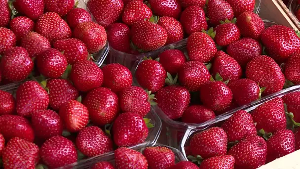 Les pourquoi de France 3 Périgords : les fraises de Vergt