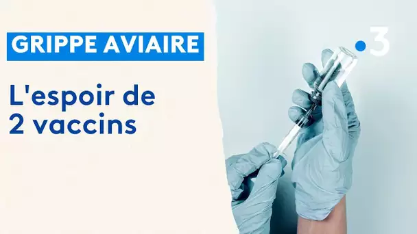 Grippe aviaire : l'espoir de 2 vaccins efficaces