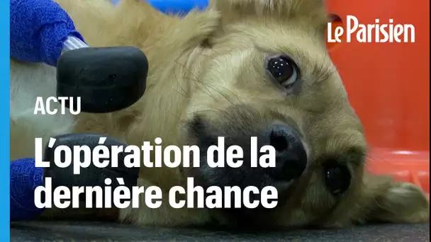 Un vétérinaire greffe quatre pattes artificielles à une chienne martyrisée