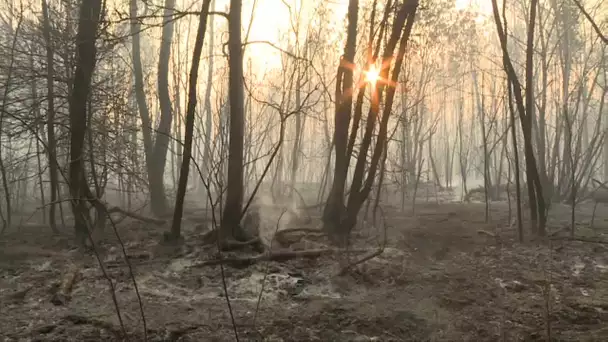 Incendie en Gironde : paysage apocalyptique après le passage des flammes