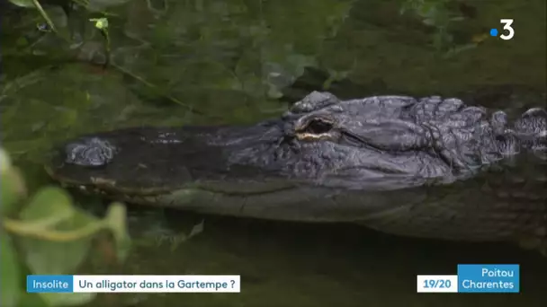 Y-a-t-il un alligator dans les eaux de la Gartempe, dans la Vienne ?