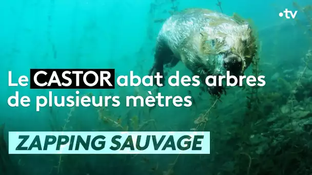 Le castor abat des arbres de plusieurs mètres - ZAPPING SAUVAGE