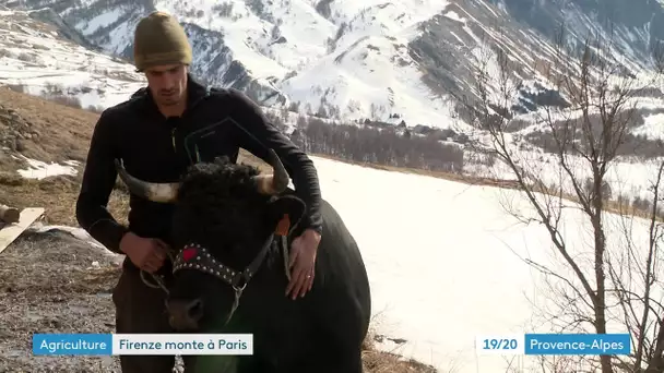 Hautes-Alpes : dernier shampoing avant le salon de l'agriculture pour la vache Firenze