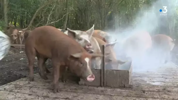 Plougastel-Daoulas. Une nouvelle loi oblige un éleveur de porcs en plein air à cesser son activité
