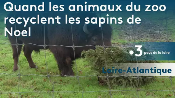 Quand les sapins de Noël sont recyclés dans l'estomac des animaux des parcs