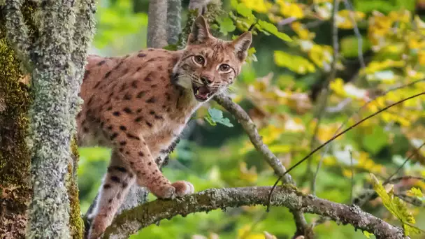 VIDEOS. Avez-vous déjà vu le lynx en Chartreuse ?