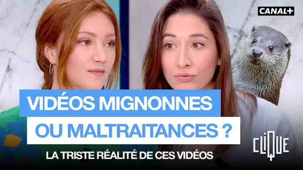 Derrière ces vidéos "mignonnes", il y a des animaux qui souffrent. Voilà pourquoi - CANAL+