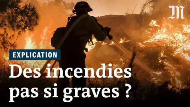 Les incendies sont-ils si graves pour les forêts ?