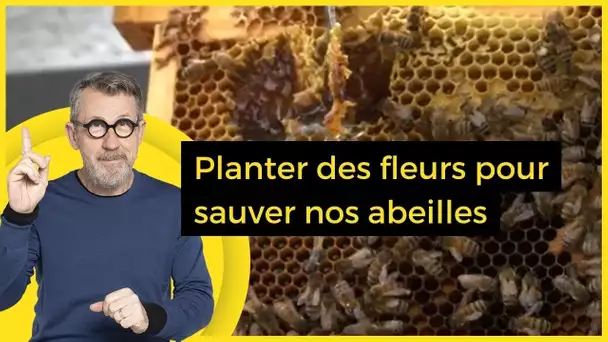Planter des fleurs pour sauver nos abeilles - C Jamy