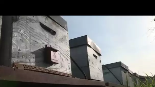 Haute-Garonne : des apiculteurs envoient des graines sur toute la planète pour sauver les abeilles