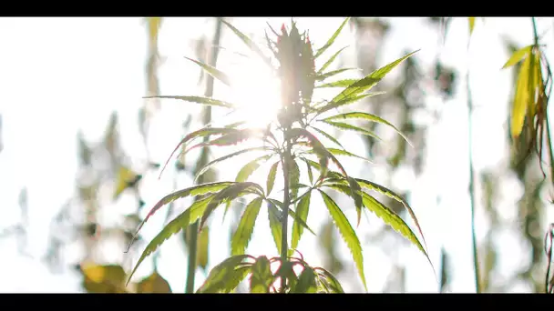 Le cannabis thérapeutique bientôt en test à Marseille
