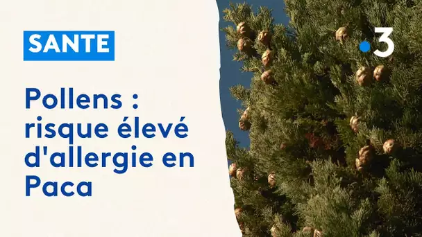 Allergie : risque élevé de pollen dans les Alpes-Maritimes