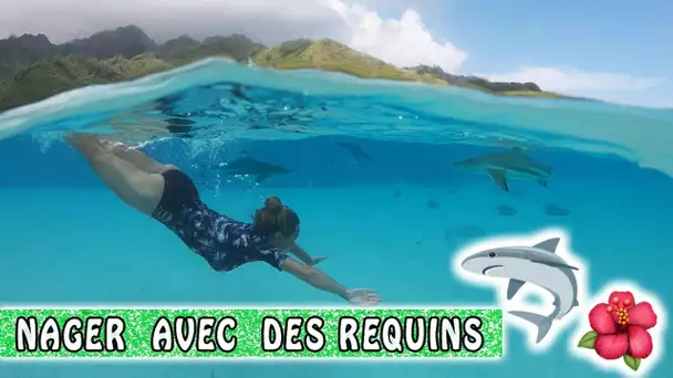 NAGER AVEC LES REQUINS ! 🦈 / Tahiti Quest / Moorea Family Vlog / Tahiti Vlog