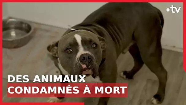 Mission : sauver ces animaux condamnés à mort