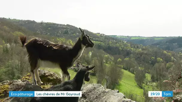 Tarn : des chèvres et des moutons à louer pour tondre sa pelouse