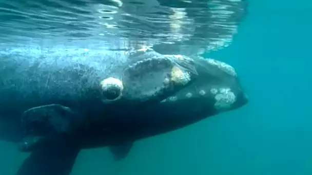 Mission Baleines : Les derniers géants