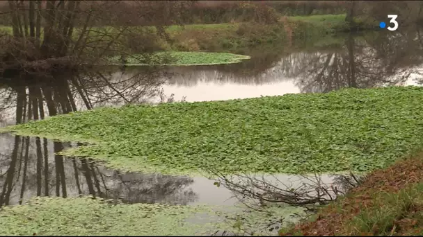 Une algue empêche la réouverture du trafic fluvial de la rivière Sambre.