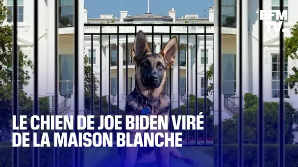 Le chien de Joe Biden contraint de quitter la Maison Blanche après avoir mordu plusieurs employés