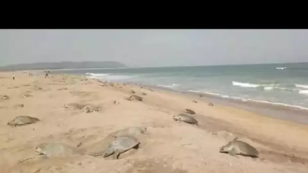 En Inde, les tortues se déconfinent