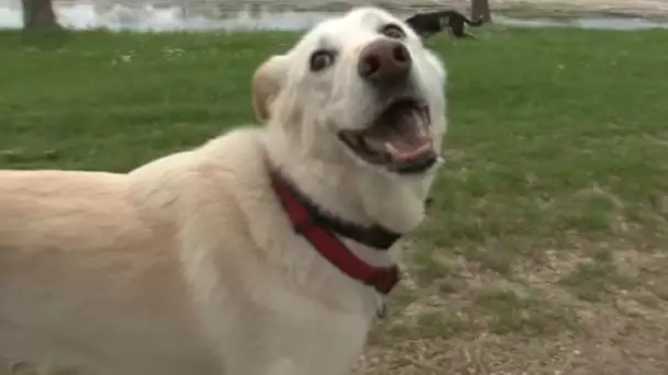 Le collier antivol de chien