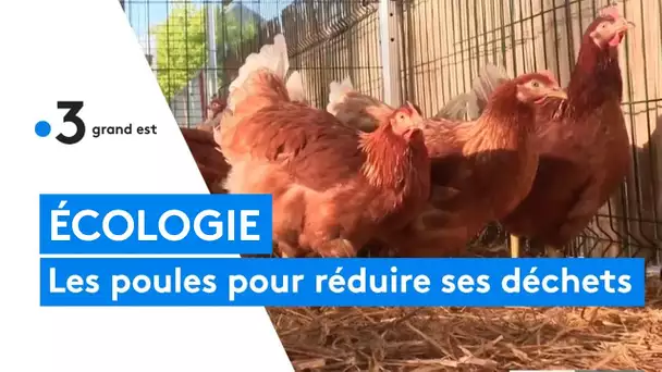 Ecologie : les poules pour réduire ses déchets
