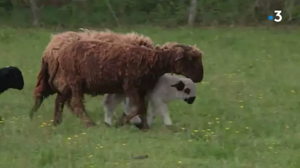 La Patou pour protéger des attaques de loup