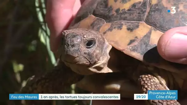 Village des tortues à Carnoules : retour un an après le terrible incendie du massif des Maures