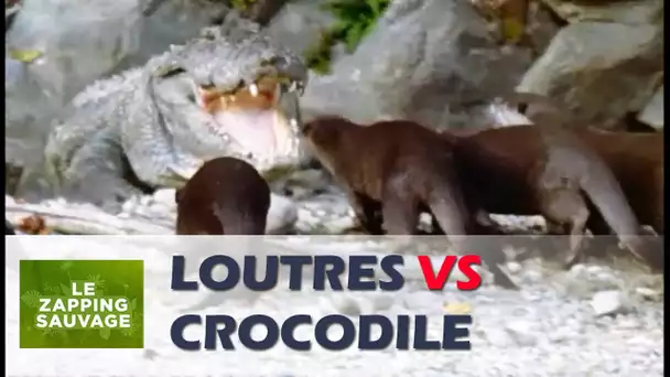 Des loutres plus fortes qu&#039;un crocodile ! - ZAPPING SAUVAGE 15