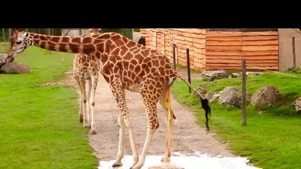 Bébé girafe naissance à haut risque !