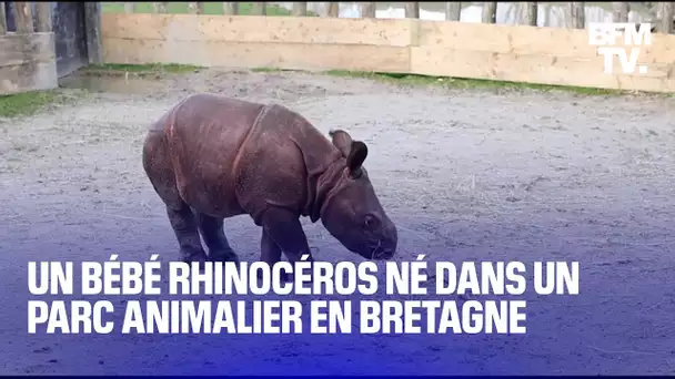 Un bébé rhinocéros est né dans un parc animalier en Bretagne
