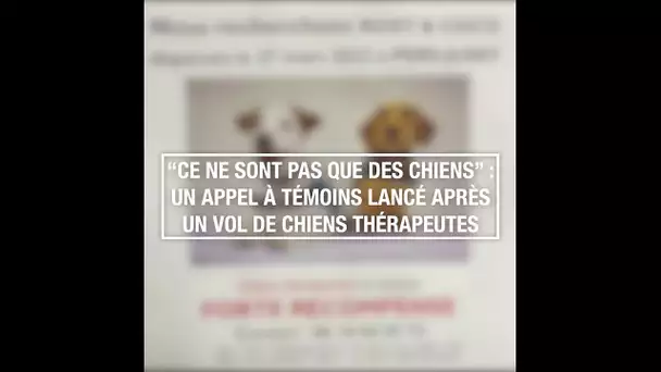 "Ce ne sont pas que des chiens" : un appel à témoins lancé après un vol de chiens thérapeutes