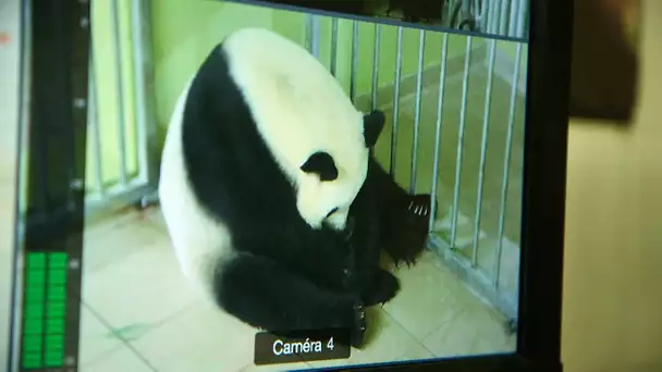 Naissance de bébé Panda en direct : le zoo retient son souffle