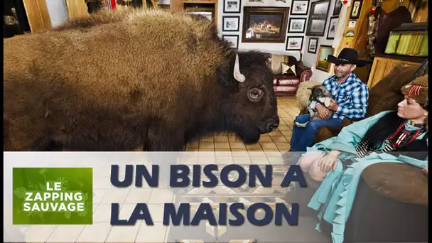 Un bison s&#039;invite à la maison - ZAPPING SAUVAGE 16