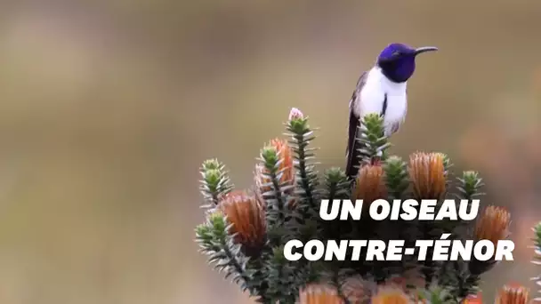 Ce colibri équatorien émet le son le plus aigu chez les oiseaux